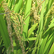 복조리 찰메쌀,지역특산물,국내여행