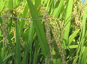 자연채 쌀,지역특산물,국내여행