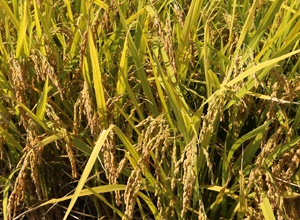 오산 세마쌀 ,지역특산물,국내여행