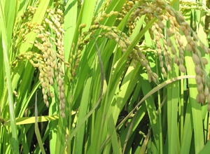 파주 임진강 쌀 ,지역특산물,국내여행