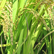 파주 임진강 쌀 ,지역특산물,국내여행