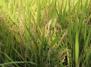 곡성쌀,지역특산물,국내여행