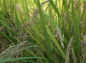 담양쌀,지역특산물,국내여행