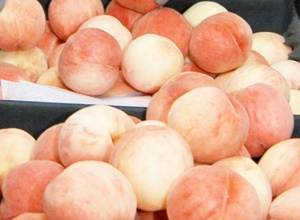 영지버섯(하우스 재배),지역특산물,국내여행