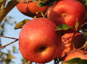 거창 사과,지역특산물,국내여행