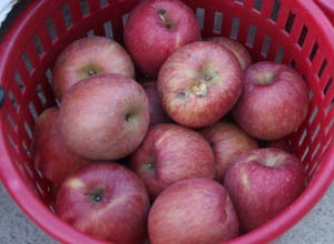 상주 사과,지역특산물,국내여행