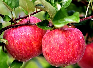 바리실 사과,지역특산물,국내여행