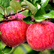 바리실 사과,지역특산물,국내여행