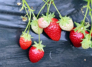 밀양 딸기,지역특산물,국내여행