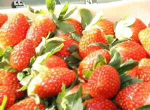 원동 딸기,지역특산물,국내여행