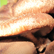 대청산수 표고버섯  (하우스 재배),지역특산물,국내여행
