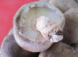 천황산 표고버섯 (하우스 재배),지역특산물,국내여행
