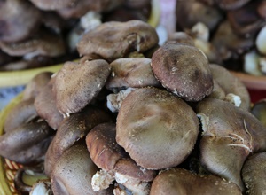표고버섯 (하우스 재배),지역특산물,국내여행