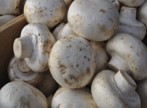 양평 버섯 (하우스 재배),지역특산물,국내여행
