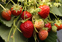 울진 키토산 딸기 ,지역특산물,국내여행