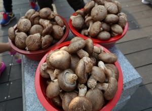 표고버섯,지역특산물,국내여행
