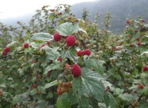 산딸기,지역특산물,국내여행