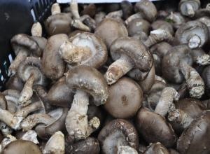 표고버섯,지역특산물,국내여행