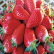 영광 딸기,지역특산물,국내여행