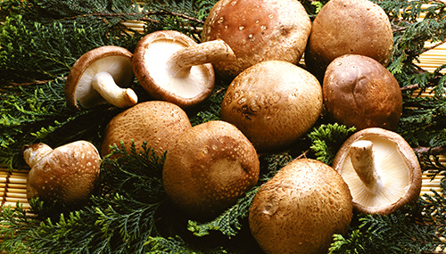 표고버섯/느타리버섯,지역특산물,국내여행