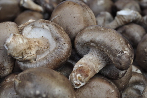 표고버섯,강원도 고성군,지역특산물