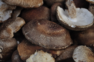 표고버섯,전라남도 곡성군,지역특산물