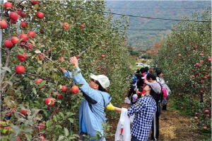 배내골 무공해사과,경상남도 양산시,지역특산물