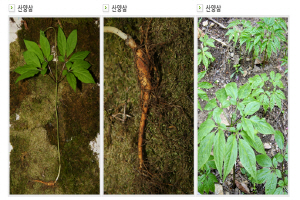 산양삼(장뇌삼),전라남도 화순군,지역특산물