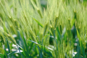 지평선 보리,전라북도 김제시,지역특산물