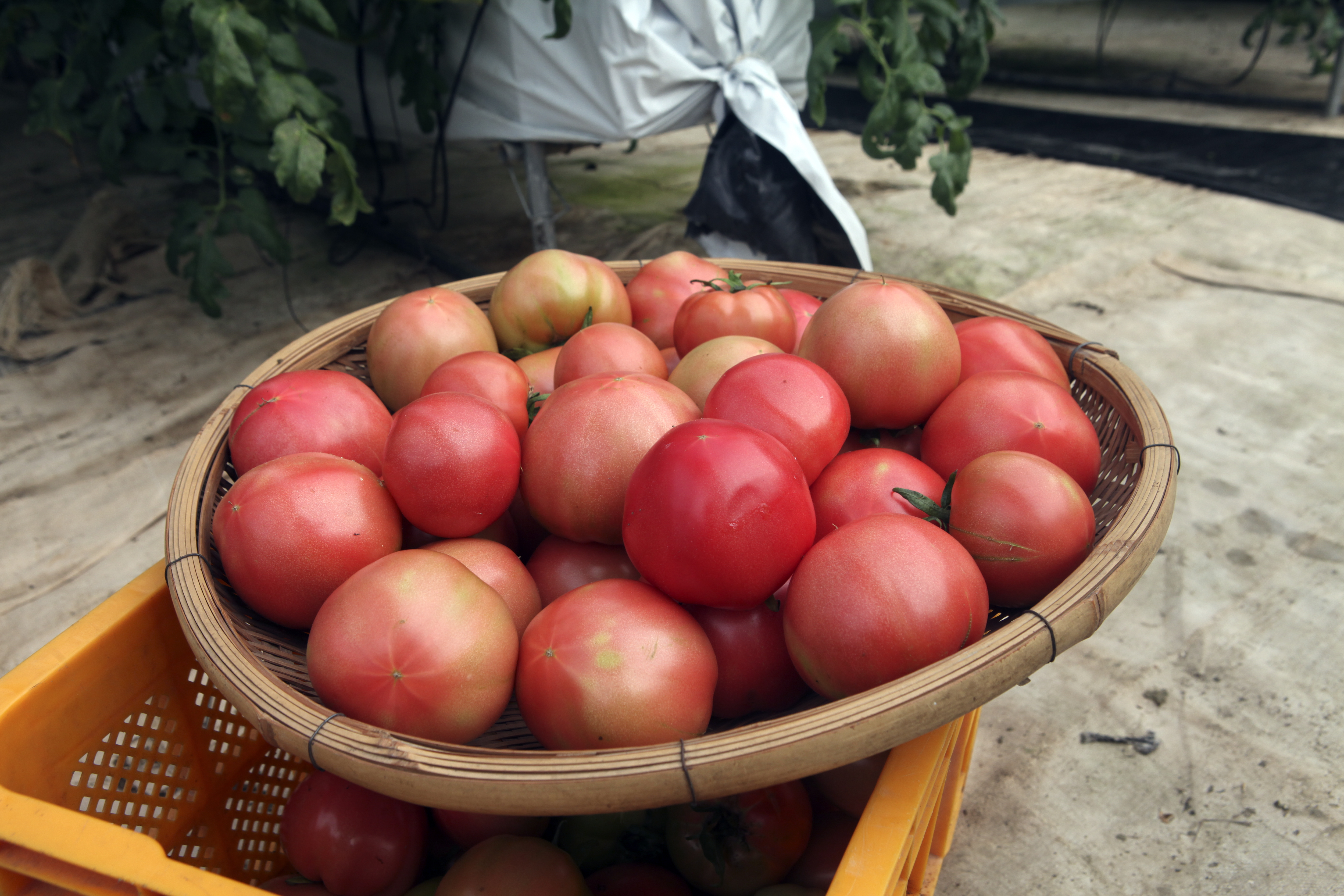 토마토,전라북도 임실군,지역특산물