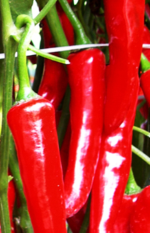 알싸한 향, 빠알간 고추!