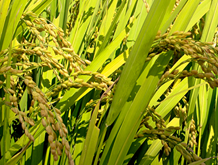 이천쌀문화축제 속 쌀