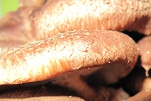 대청산수 표고버섯  (하우스 재배),국내여행,음식정보
