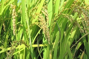 아방리쌀,경기도 광명시,지역특산물