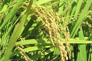 김포금쌀,경기도 김포시,지역특산물