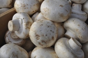 양평 버섯 (하우스 재배),경기도 양평군,지역특산물