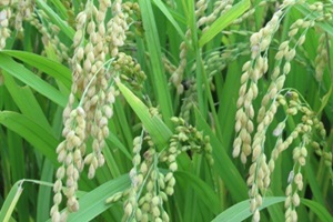 용인 백옥쌀 ,경기도 용인시,지역특산물