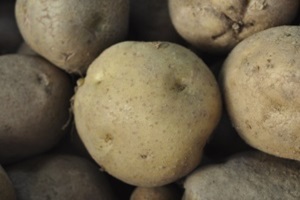 감자,강원도 동해시,지역특산물