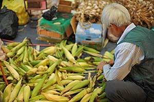 정선 찰옥수수,국내여행,음식정보