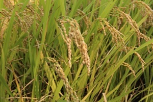 철원 오대쌀,강원도 철원군,지역특산물