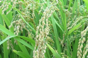 횡성쌀 어사진미,강원도 횡성군,지역특산물