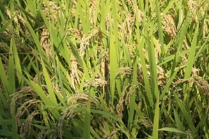 강진쌀,전라남도 강진군,지역특산물