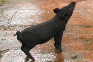 석곡흑돼지,전라남도 곡성군,지역특산물