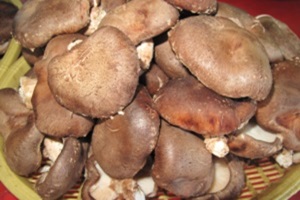 버섯(하우스 재배),전라남도 나주시,지역특산물