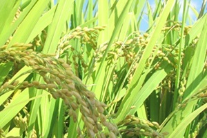 쌀,전라남도 보성군,지역특산물