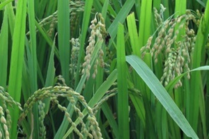 달마지쌀,전라남도 영암군,지역특산물