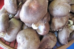 표고버섯(하우스 재배),국내여행,음식정보