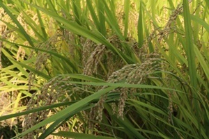 간척지 쌀,전라북도 부안군,지역특산물