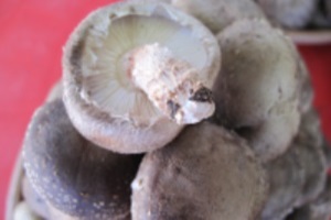 표고버섯(하우스재배),경상남도 거제시,지역특산물