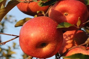 거창 사과,경상남도 거창군,지역특산물